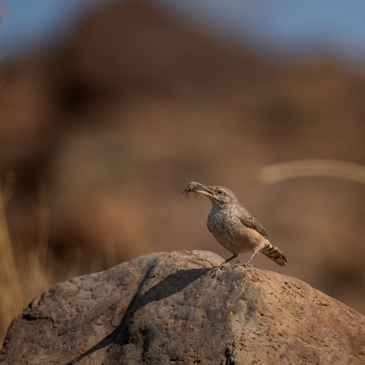 Rock Wren - ML642650477