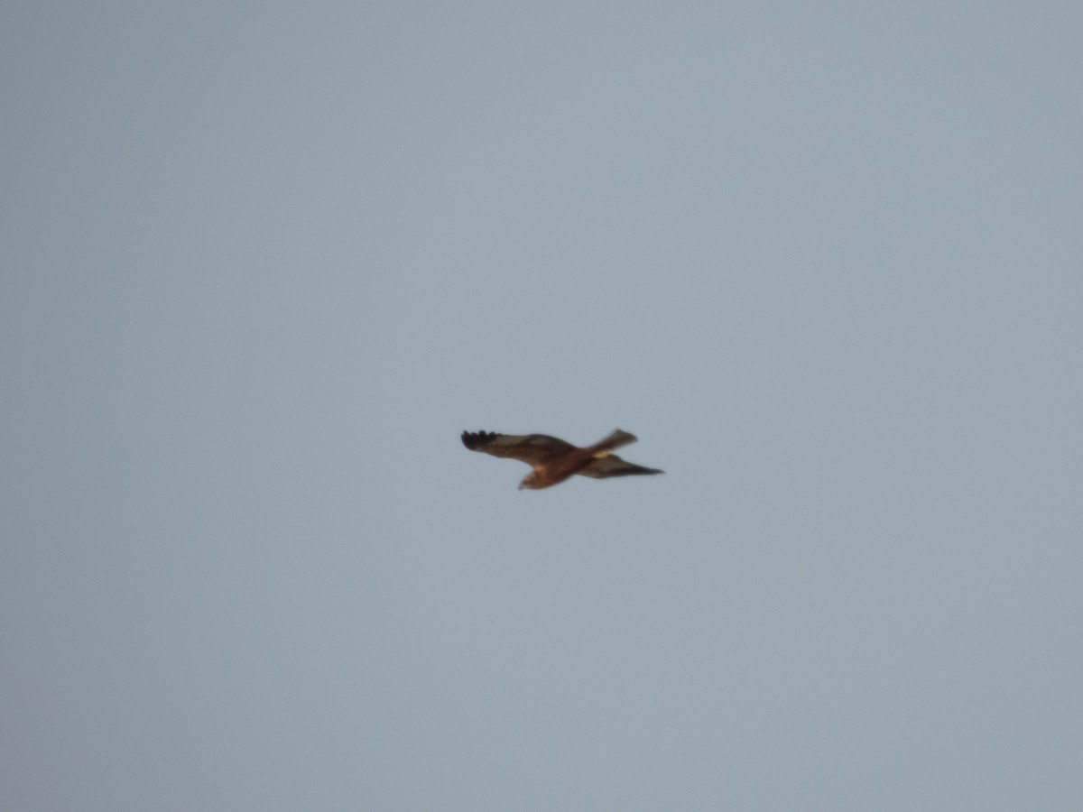 Western Marsh Harrier - ML642650481