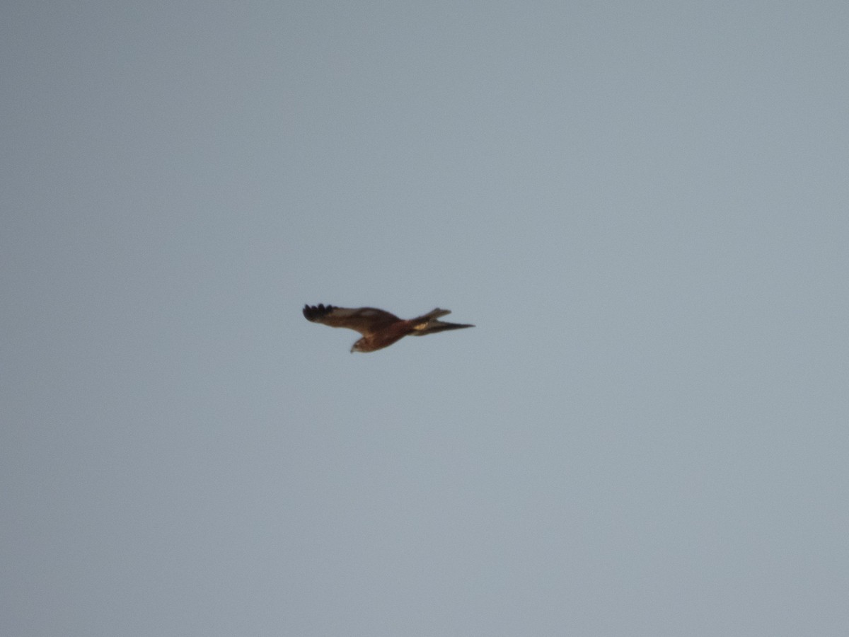 Western Marsh Harrier - ML642650482