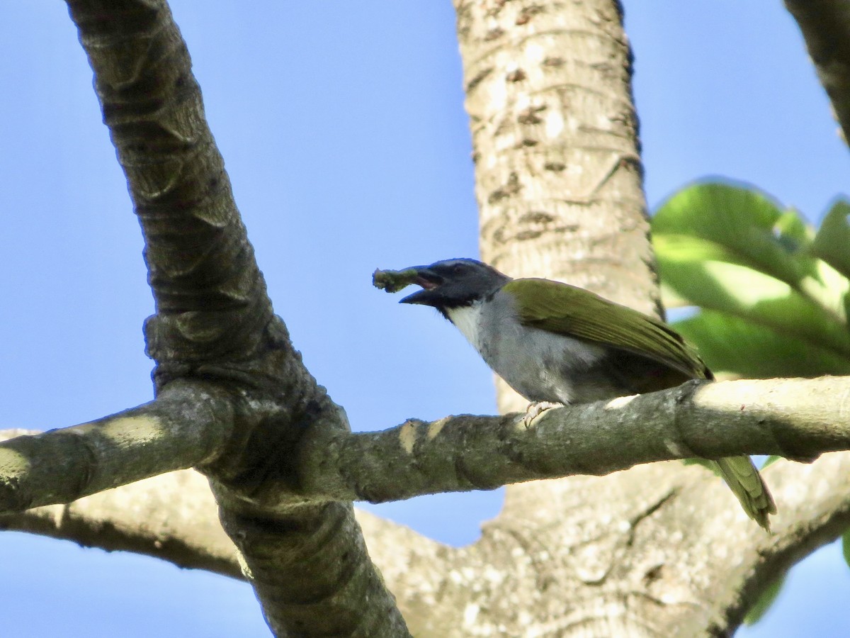 Black-headed Saltator - ML642650485