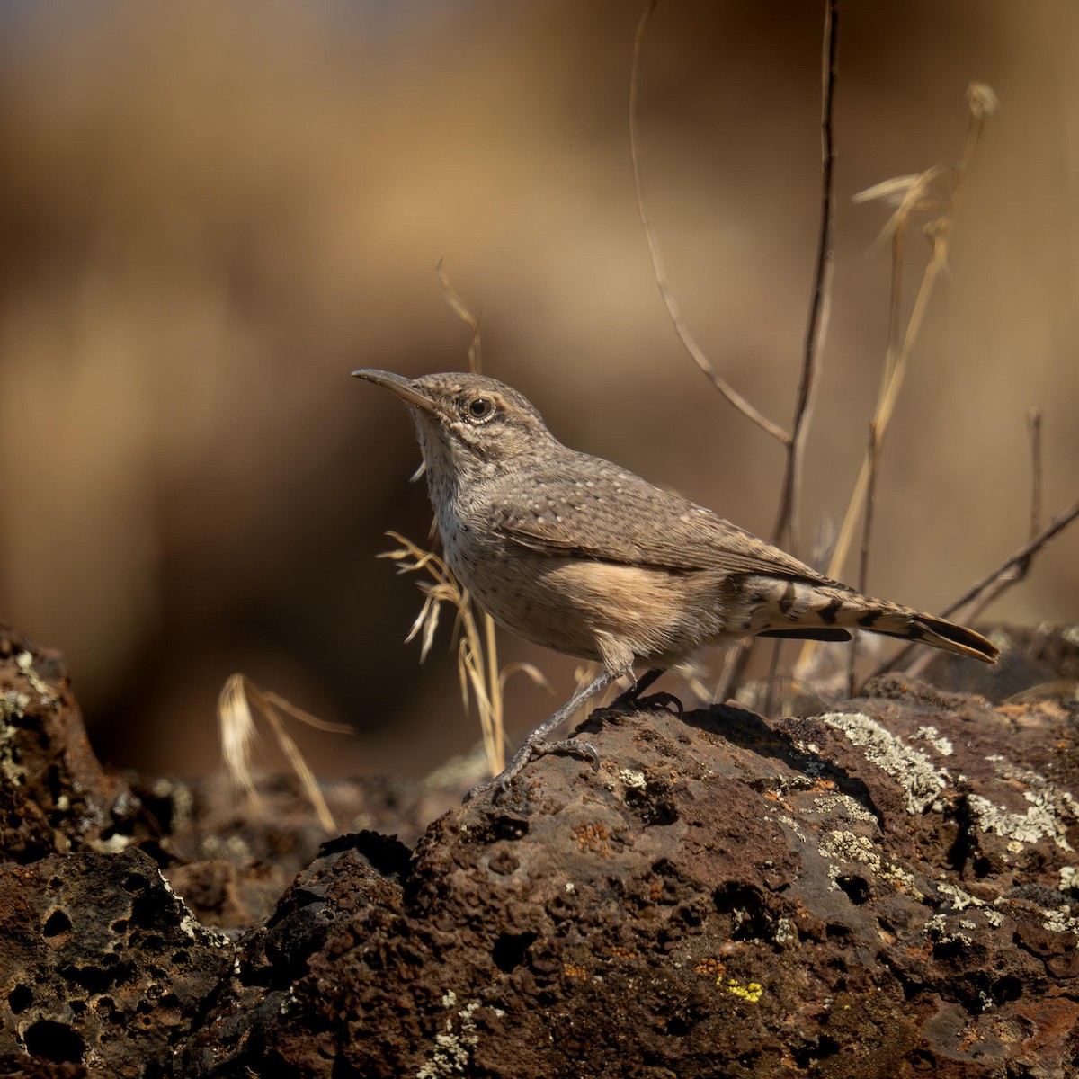 Rock Wren - ML642650487