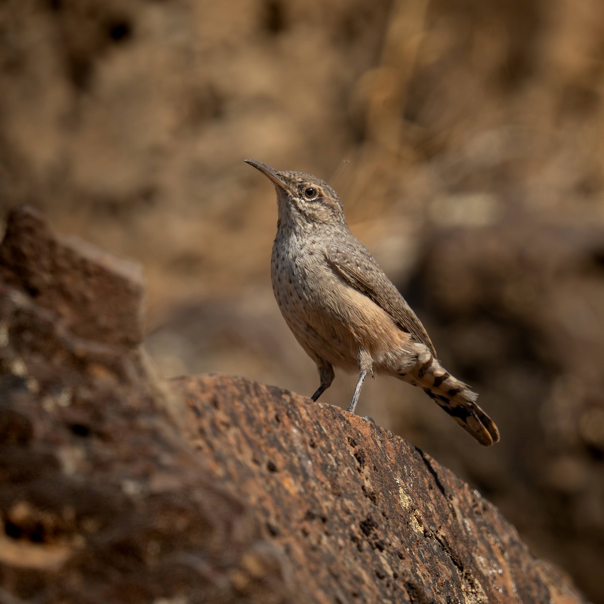 Rock Wren - ML642650488
