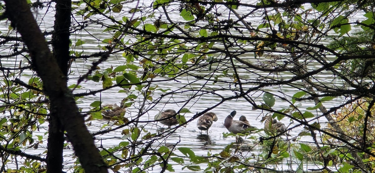 Mallard - ML642650510