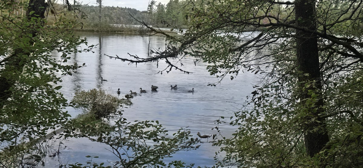 Mallard - ML642650511