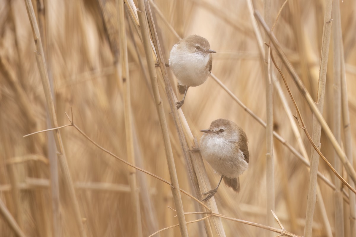 Lesser Swamp Warbler - ML642650535