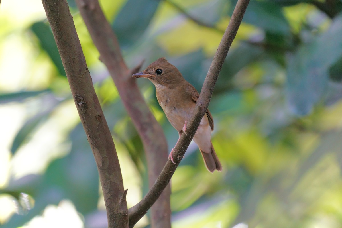 Brown-chested Jungle Flycatcher - ML642650564