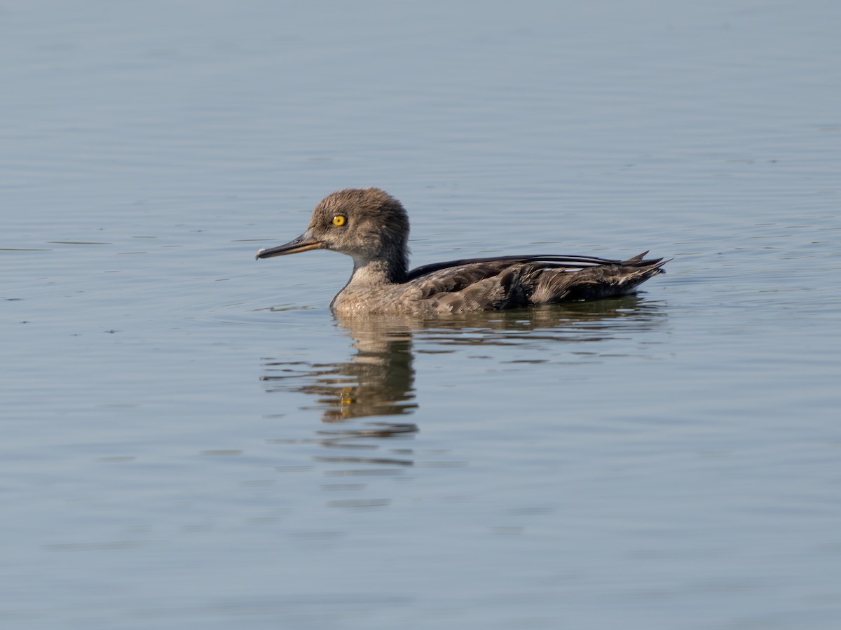 Hooded Merganser - ML642650577