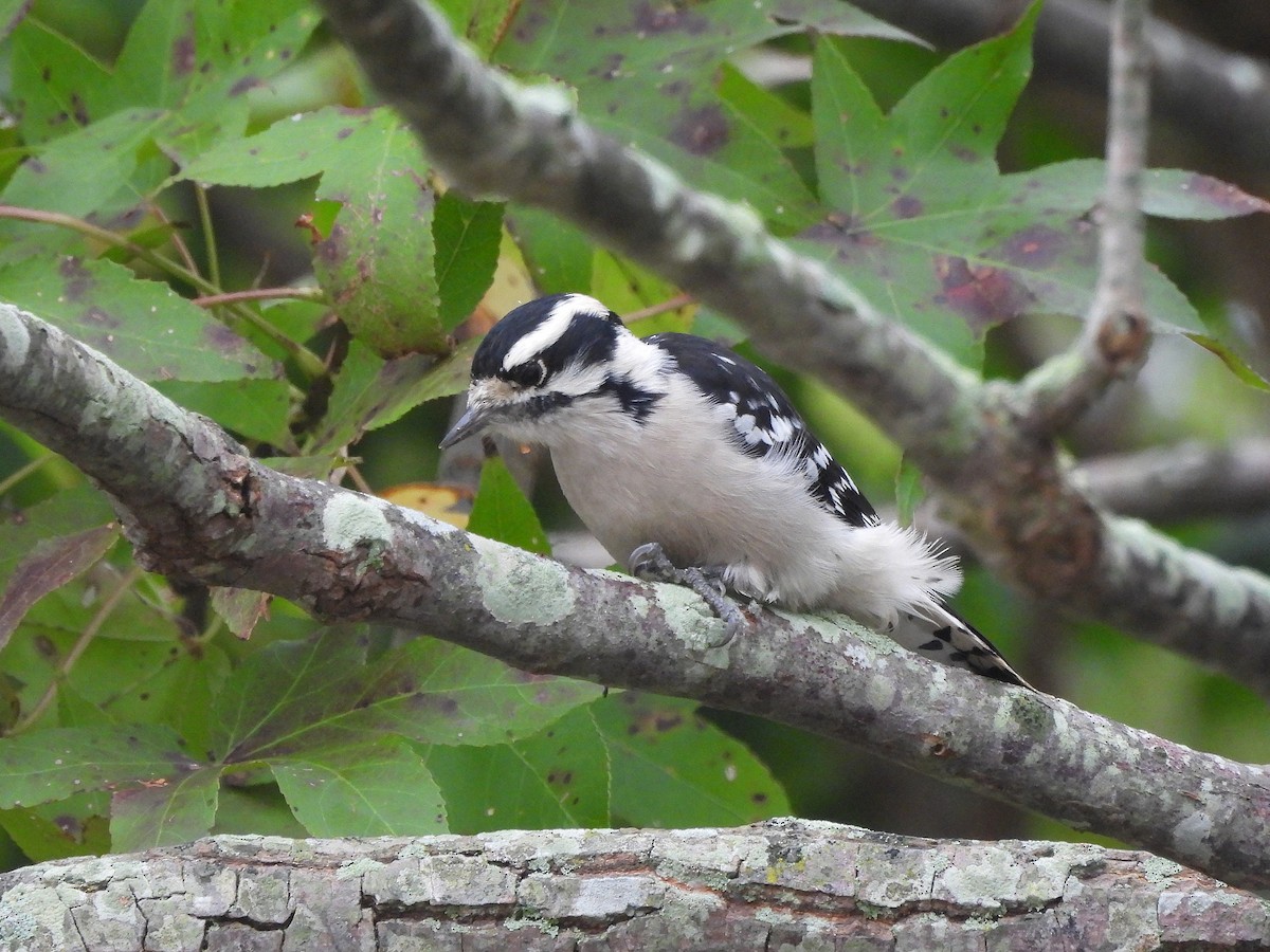 Downy Woodpecker - ML642650580