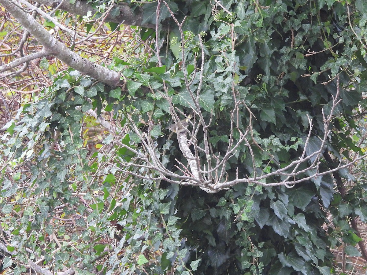 American Redstart - ML642650583