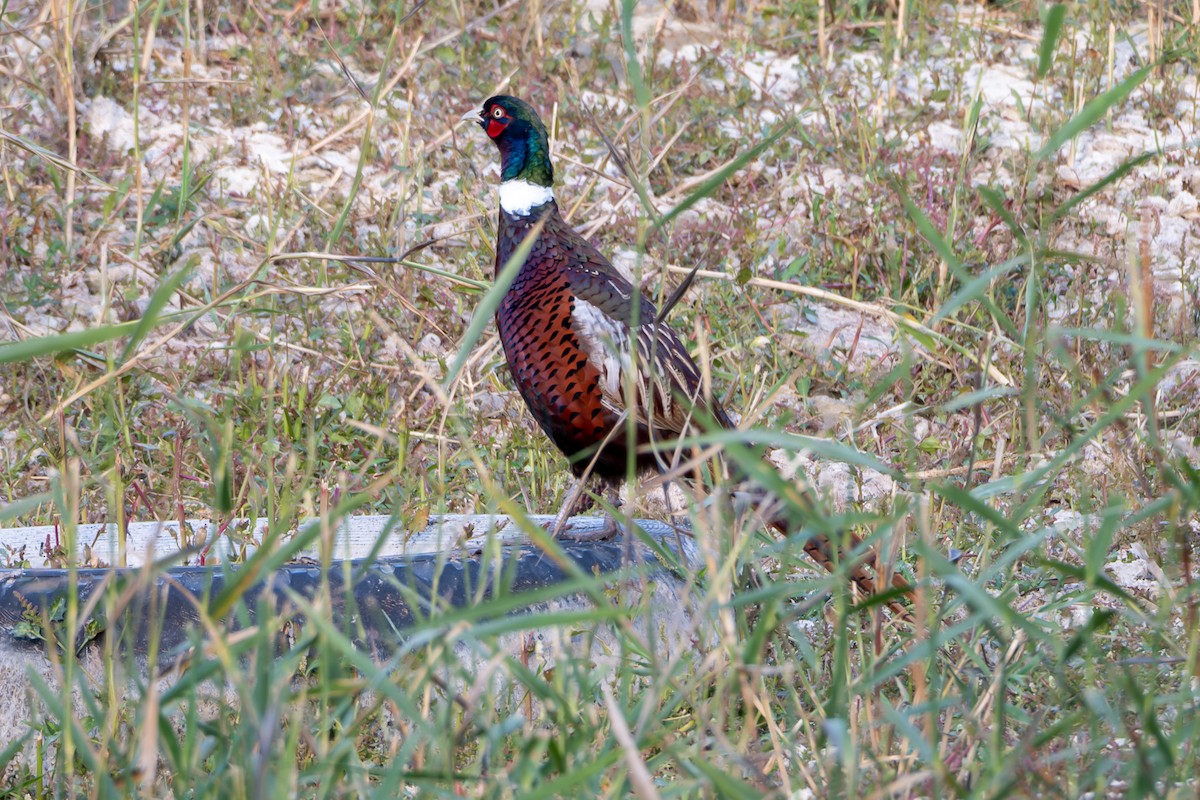 Sülün - ML642650589