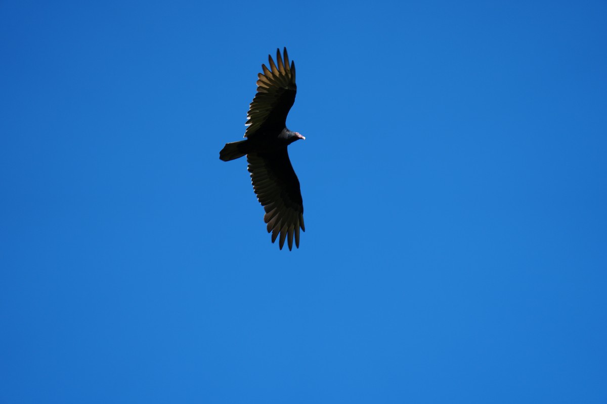 Turkey Vulture - ML642650592