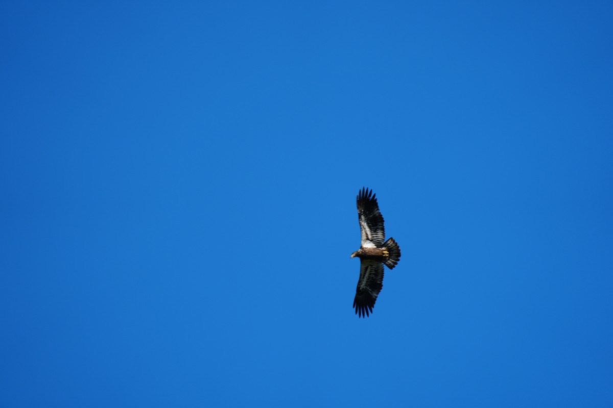 Bald Eagle - ML642650600