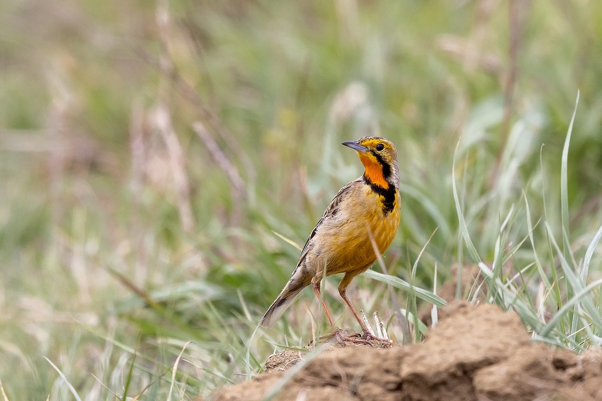 Orange-throated Longclaw - ML642650602
