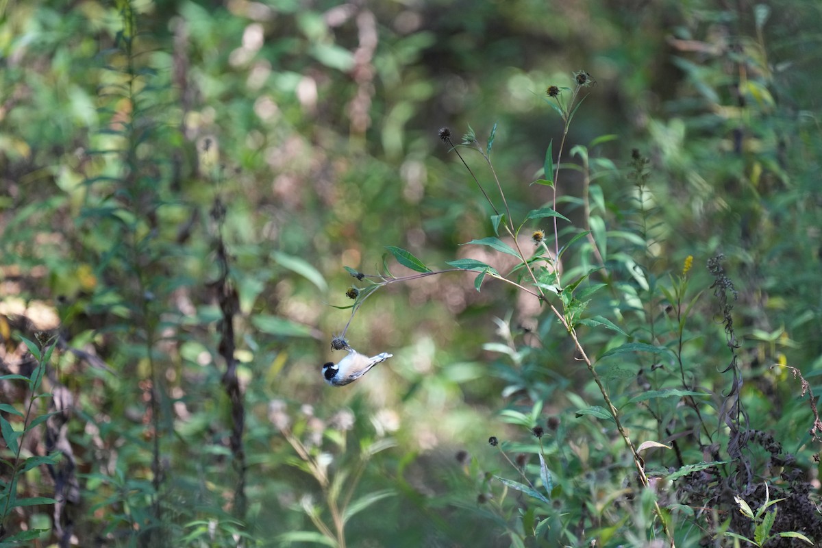 Black-capped Chickadee - ML642650614