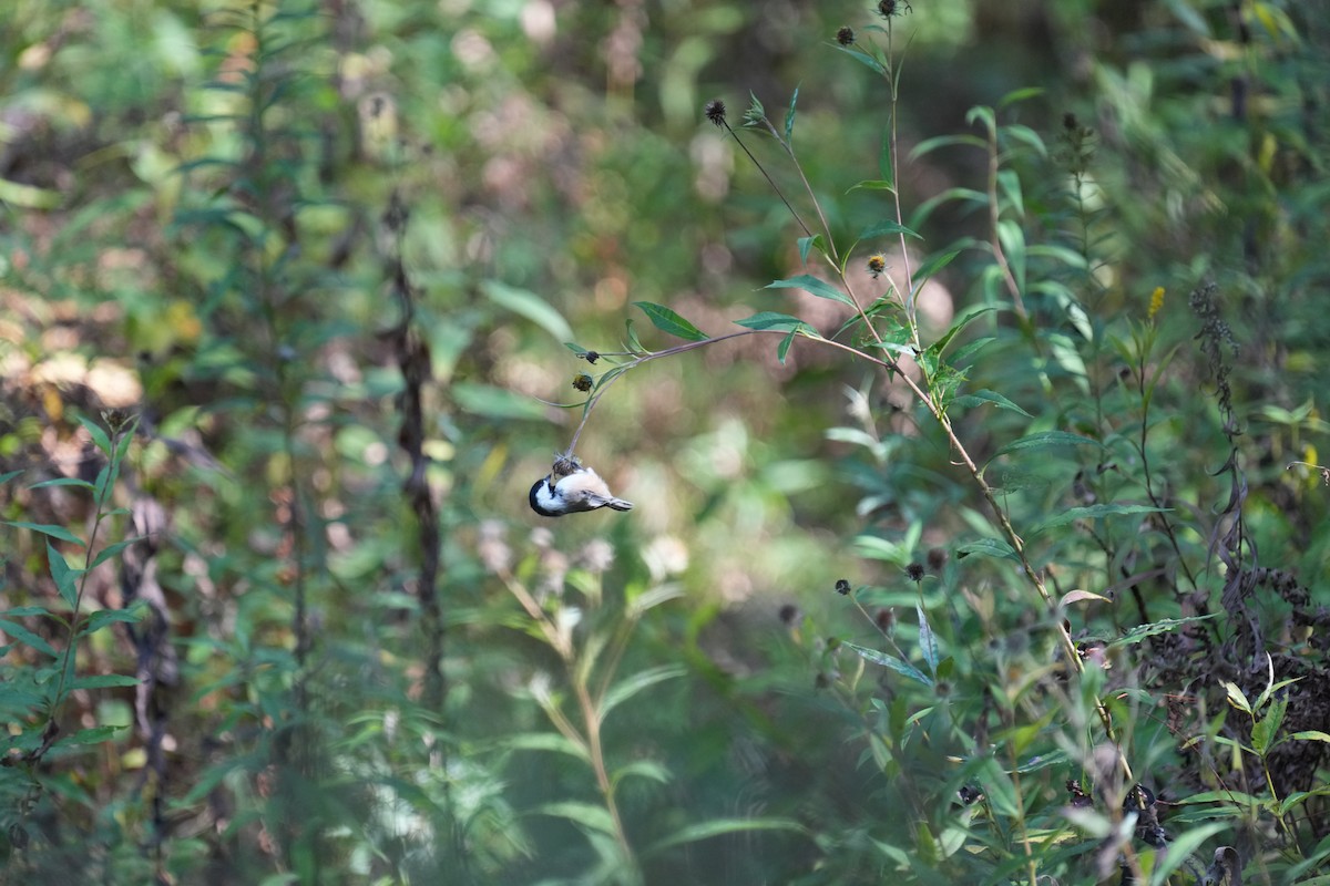Black-capped Chickadee - ML642650615