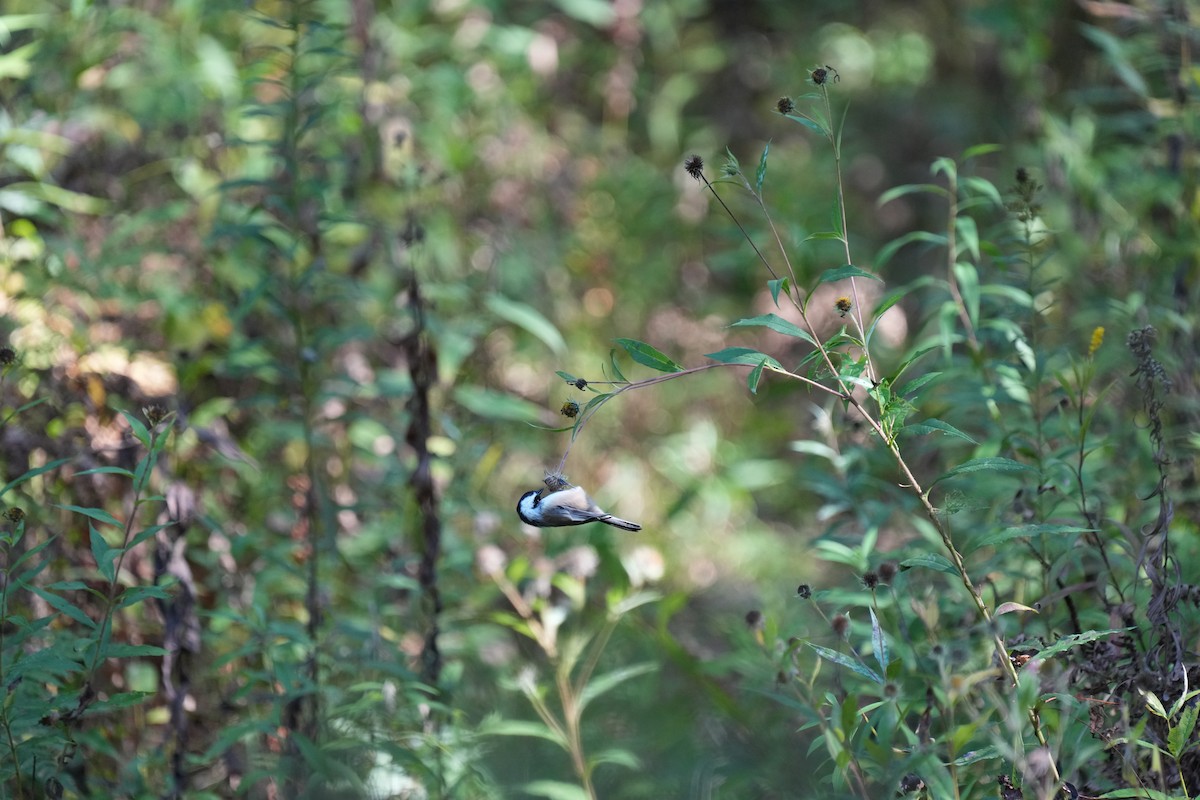 Black-capped Chickadee - ML642650616