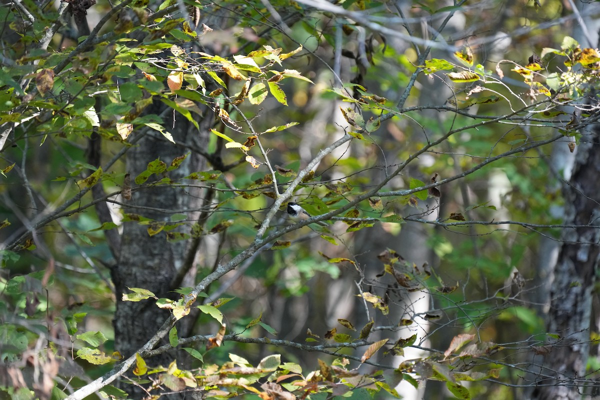 Black-capped Chickadee - ML642650617