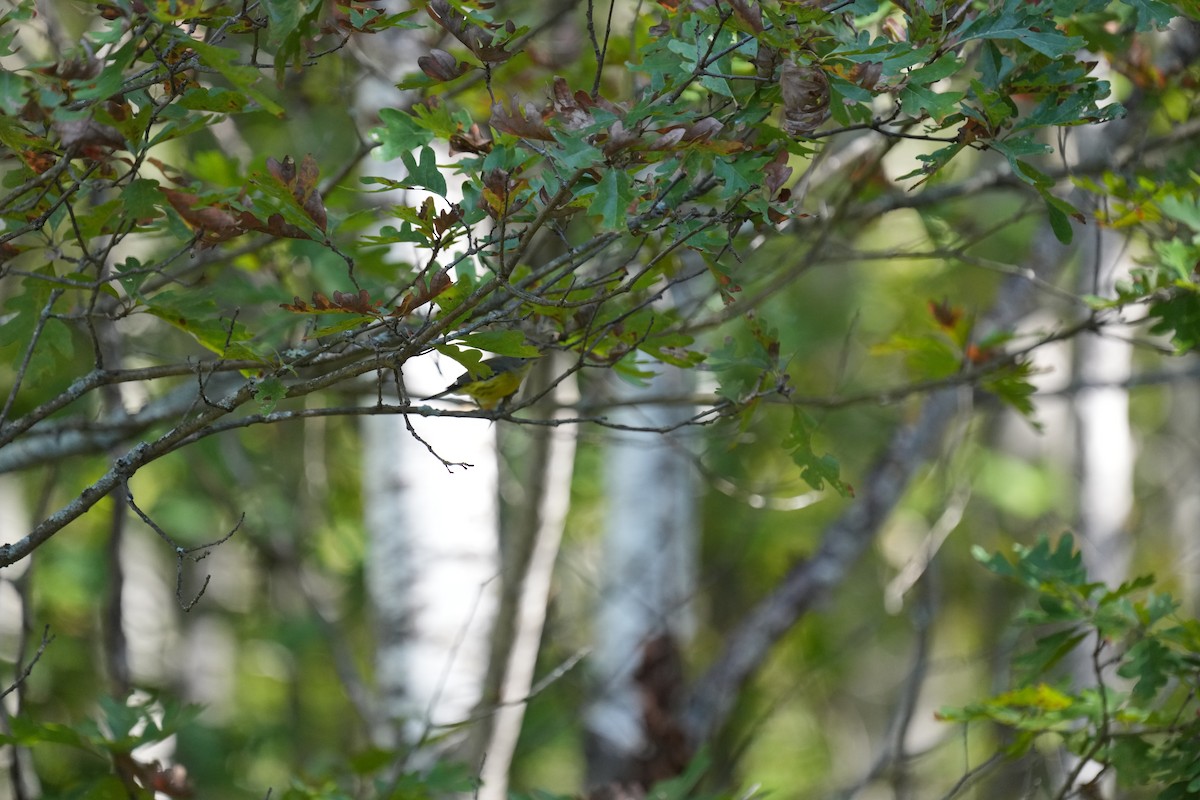 Magnolia Warbler - ML642650622