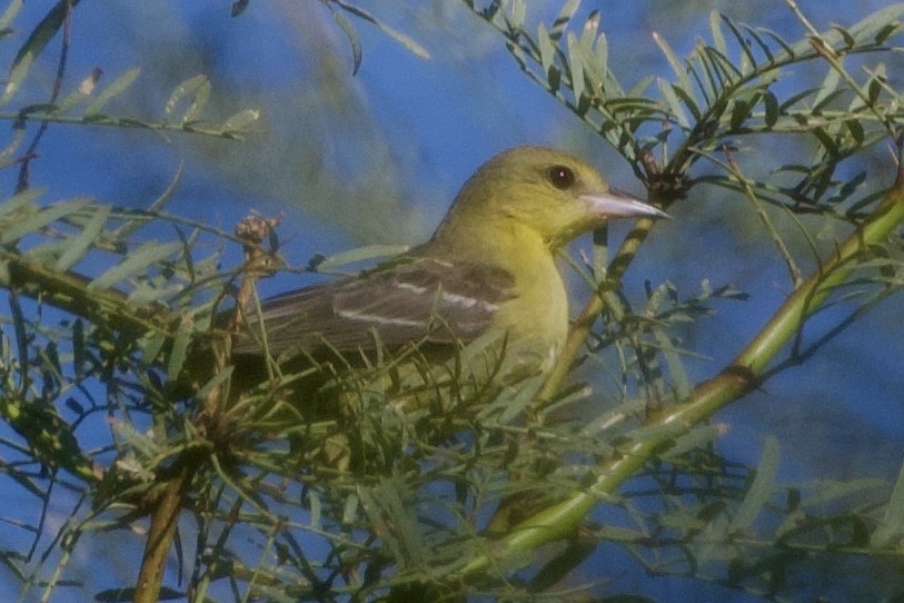 hagetrupial - ML642650624