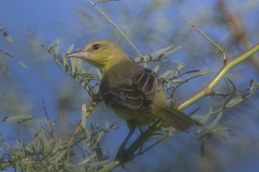 hagetrupial - ML642650626