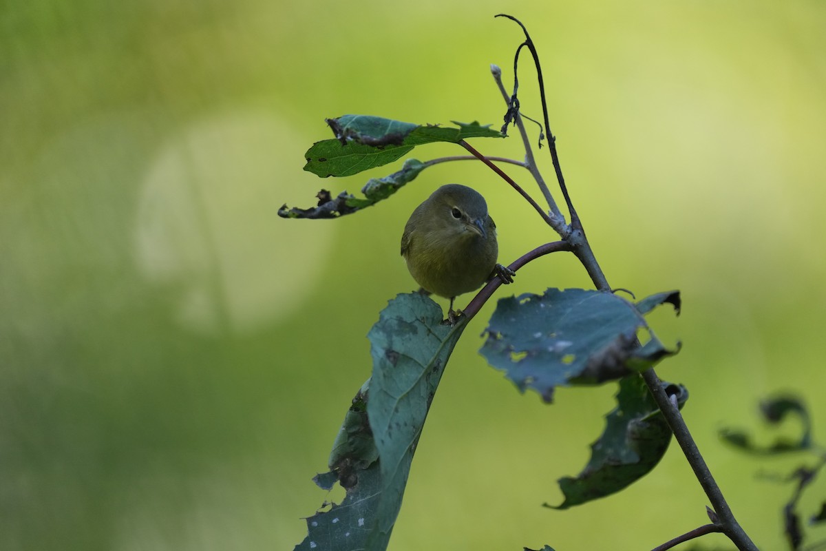 Orange-crowned Warbler - ML642650635
