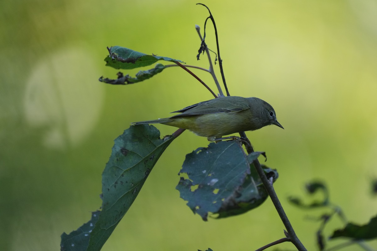 Orange-crowned Warbler - ML642650636