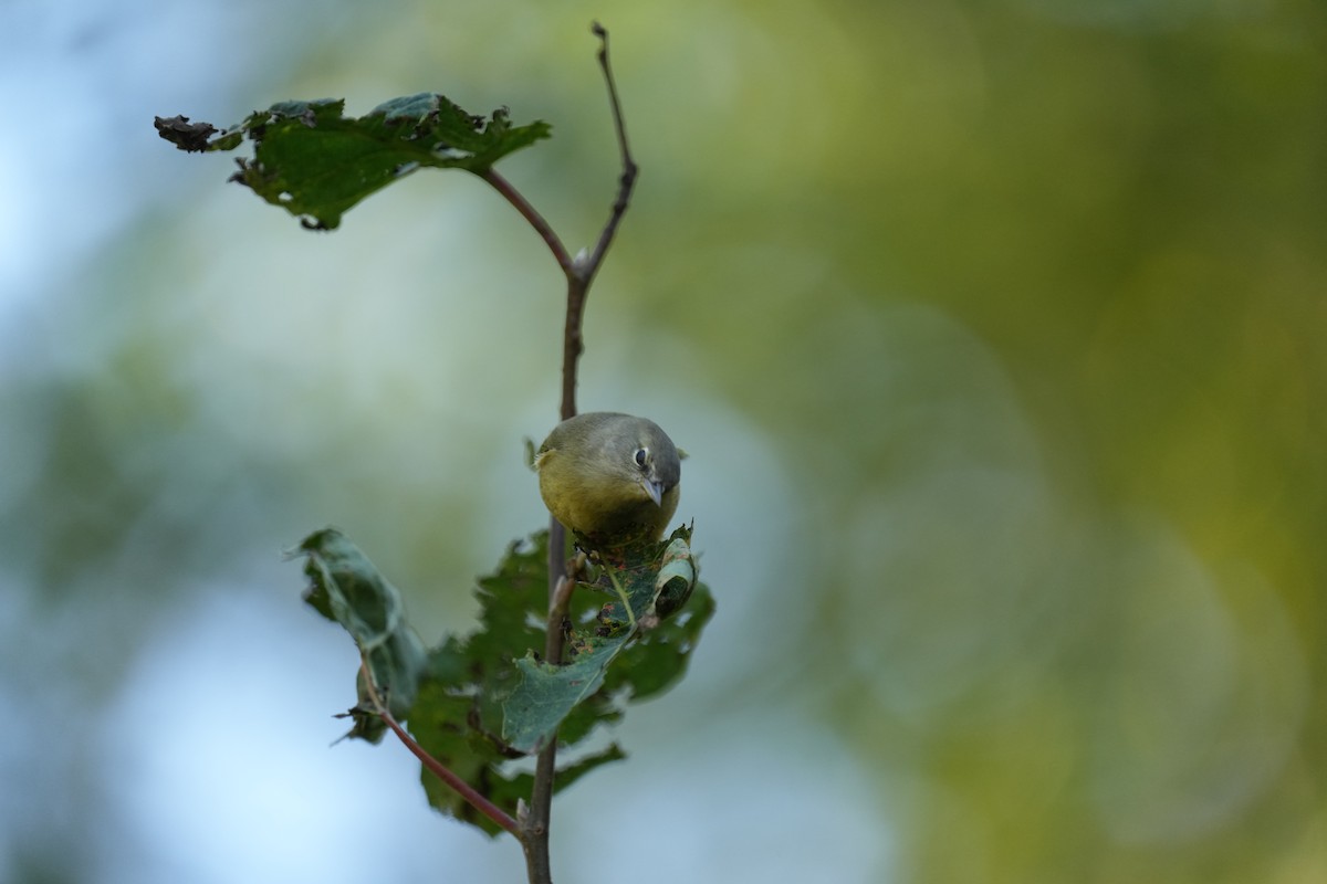 Orange-crowned Warbler - ML642650637
