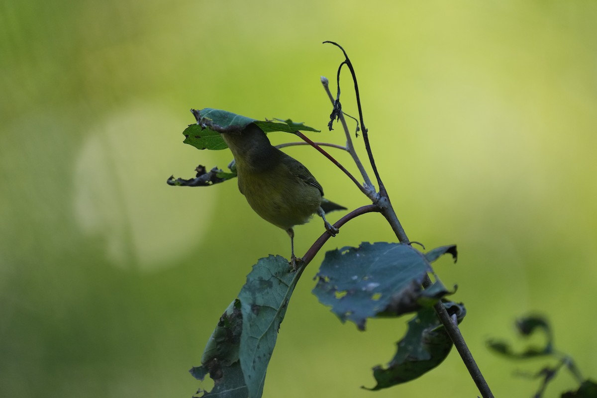 Orange-crowned Warbler - ML642650640