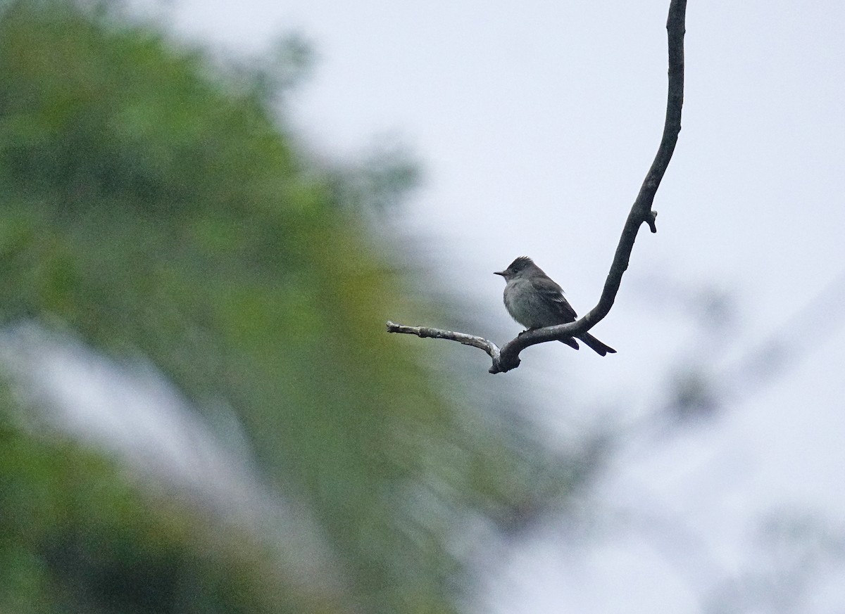 Western/Eastern Wood-Pewee - ML642650663