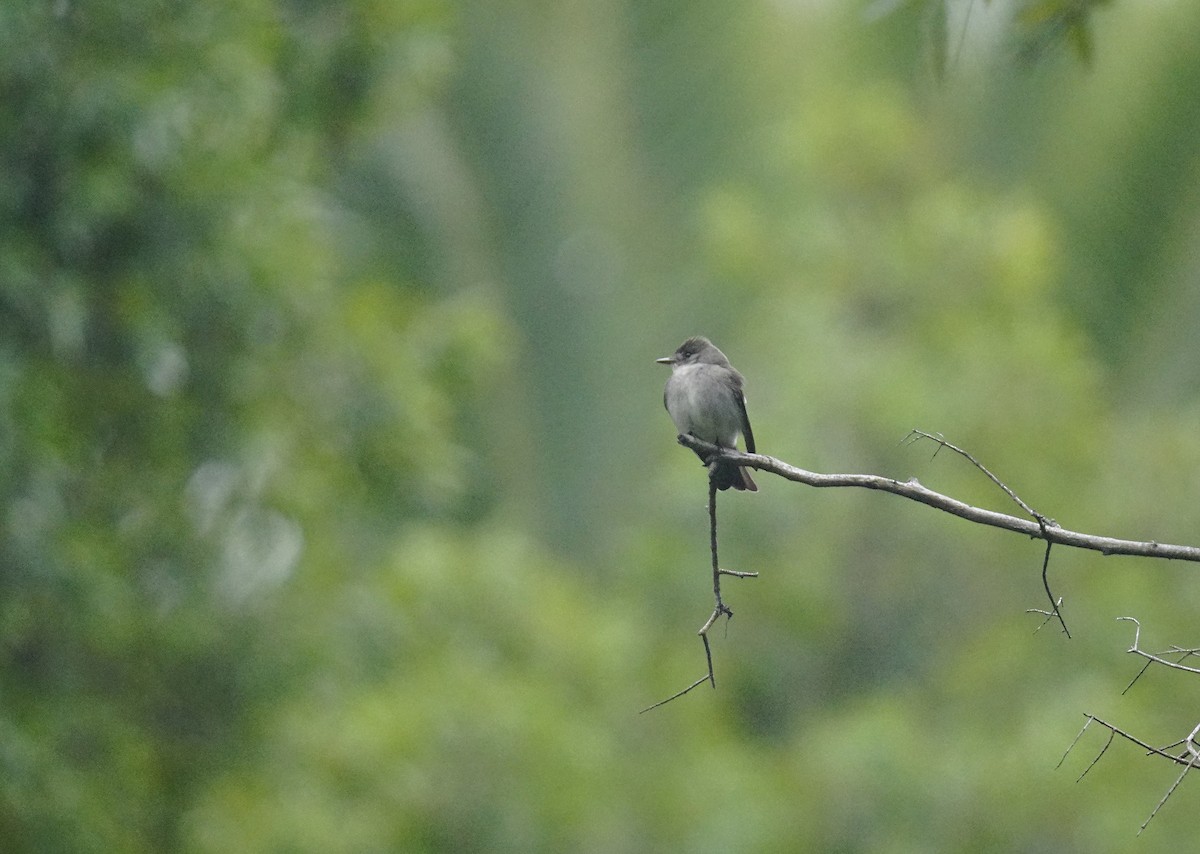 Western/Eastern Wood-Pewee - ML642650664