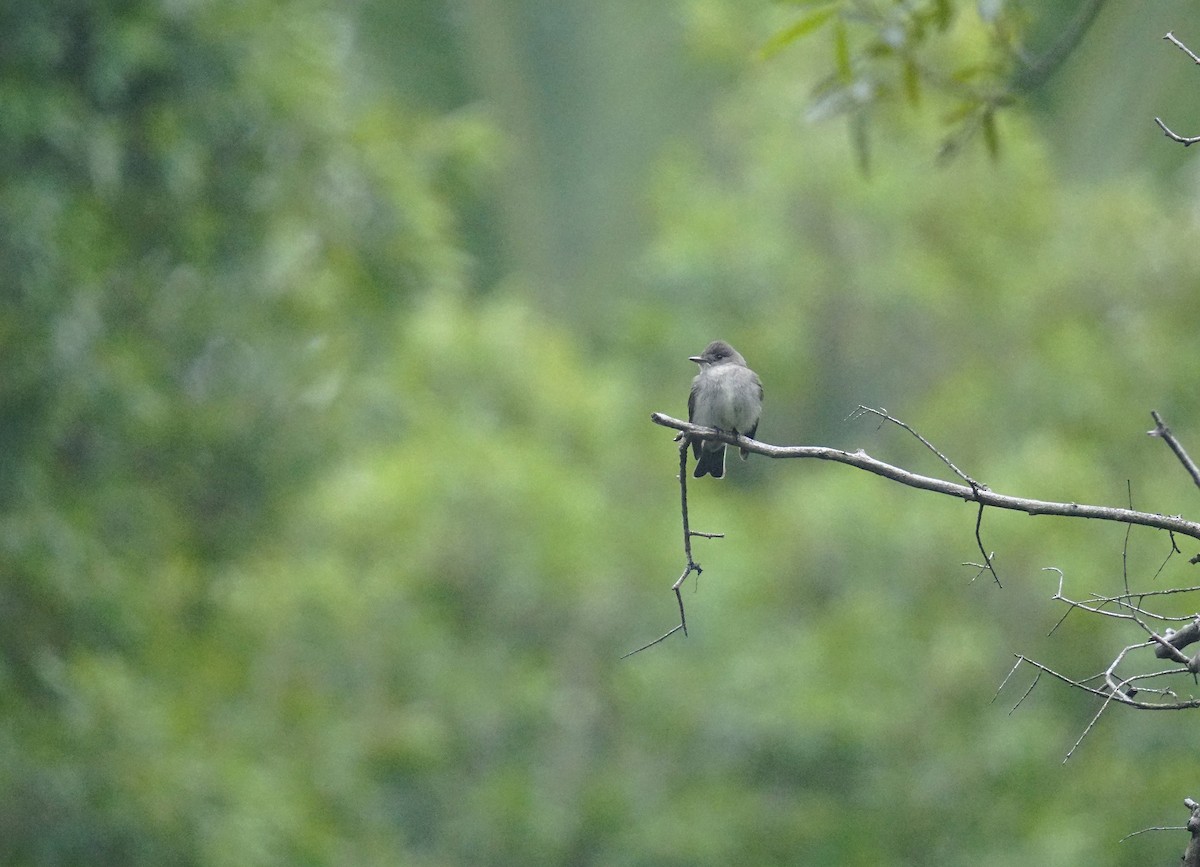 Western/Eastern Wood-Pewee - ML642650668