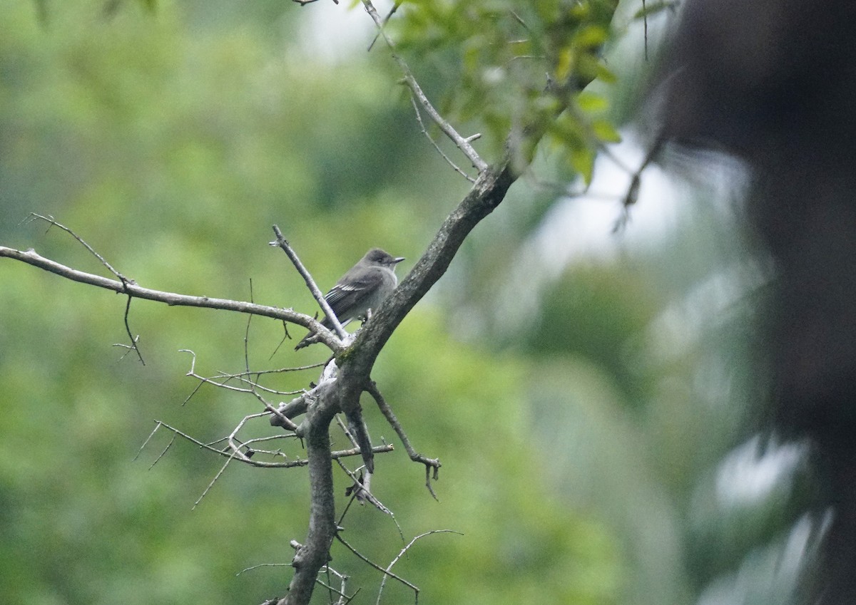 Western/Eastern Wood-Pewee - ML642650671