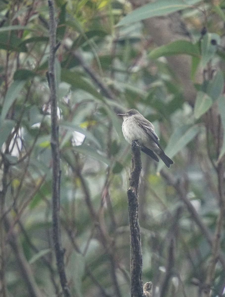 Western/Eastern Wood-Pewee - ML642650672