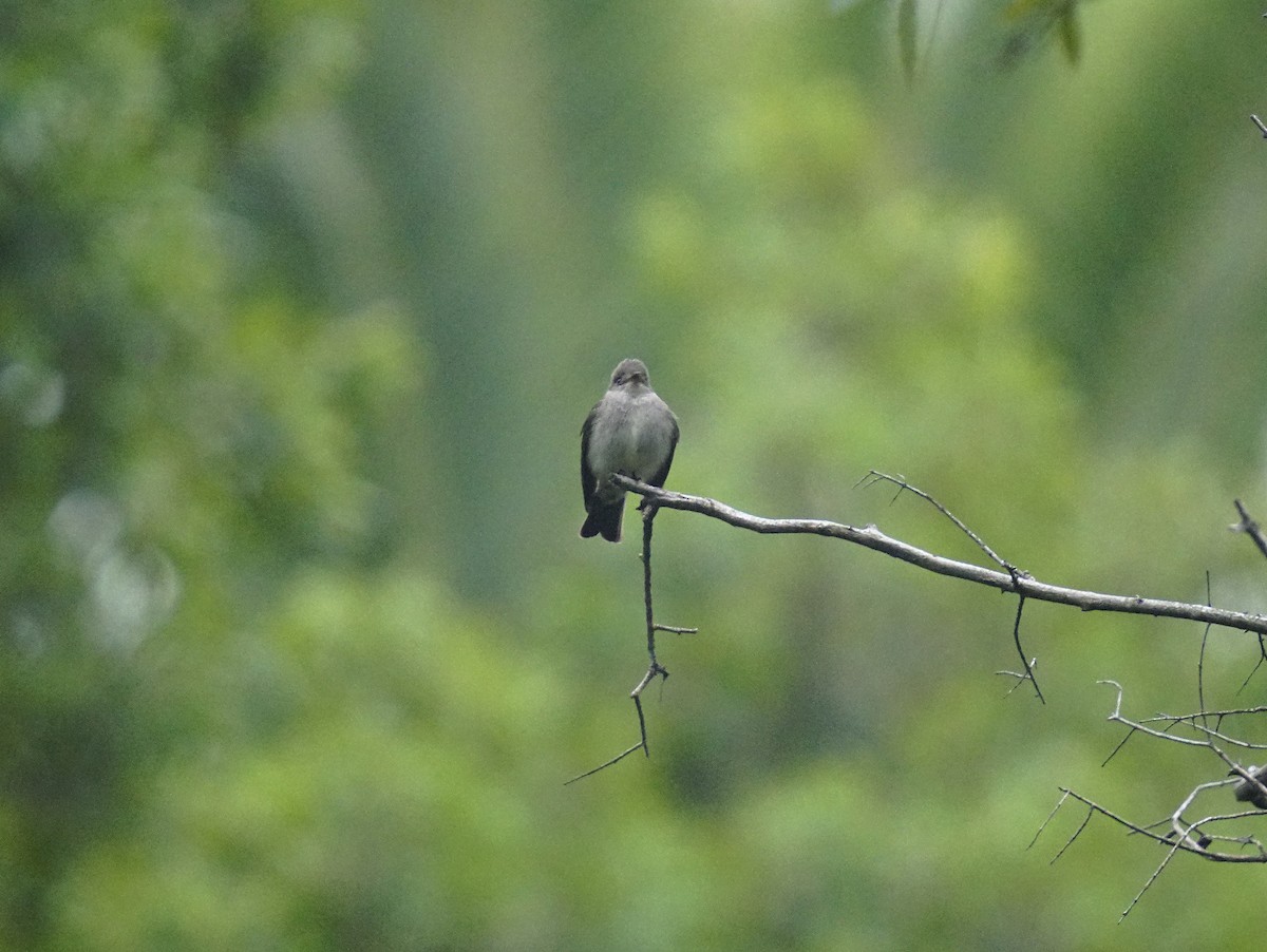 Western/Eastern Wood-Pewee - ML642650673