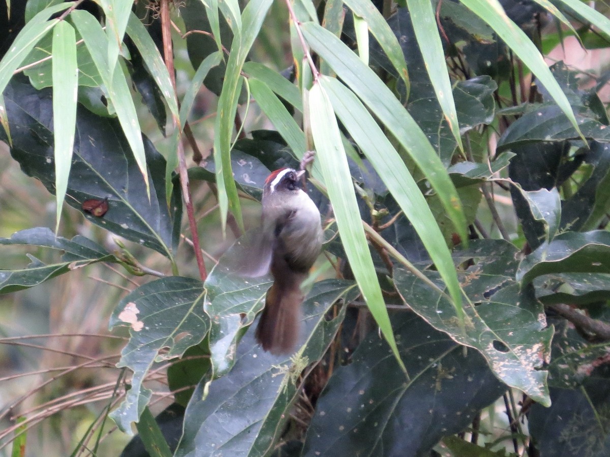 Black-cheeked Warbler - ML642650676