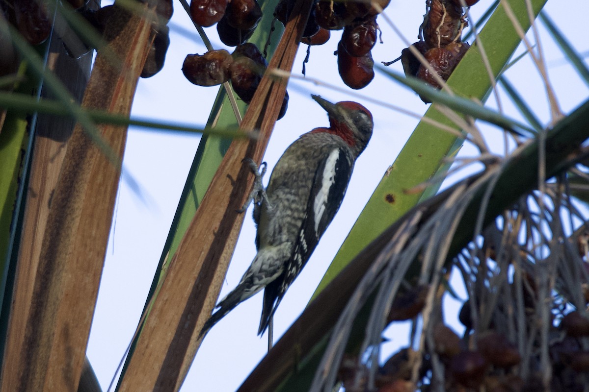 Red-naped Sapsucker - ML642650678