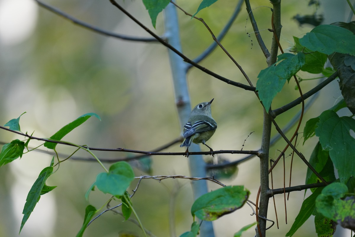 Ruby-crowned Kinglet - ML642650704