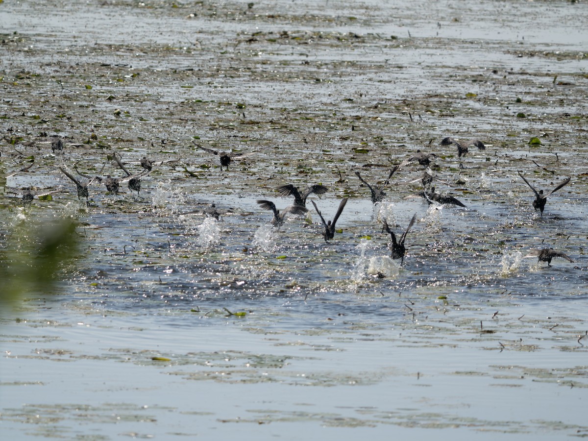 American Coot - ML642650710