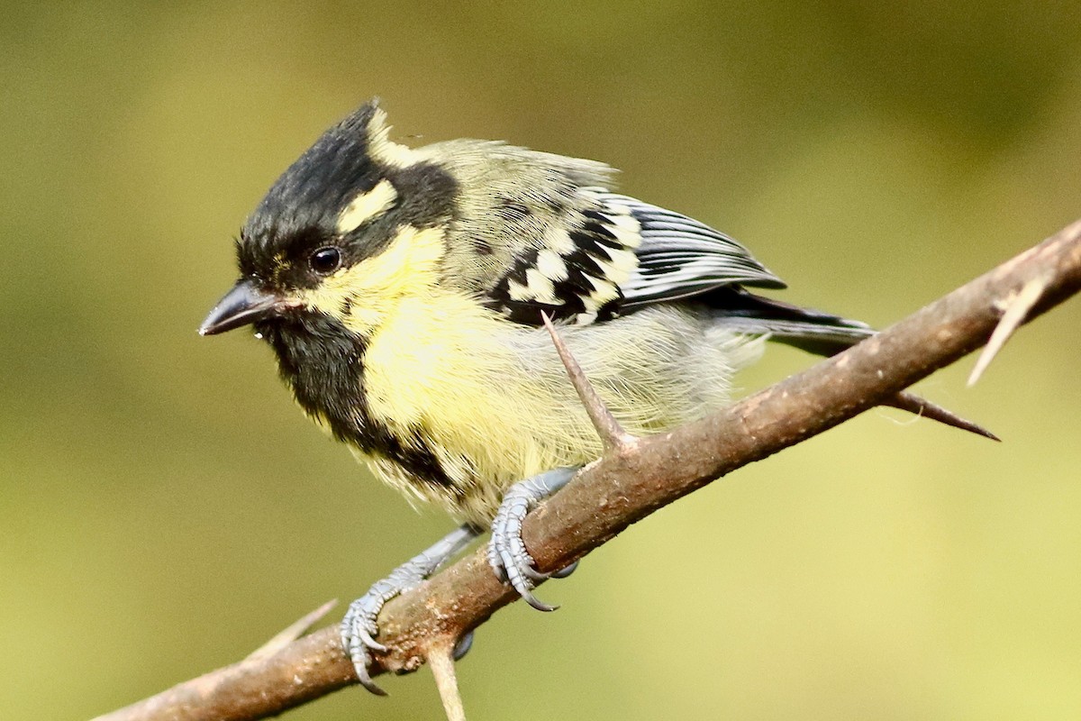 Indian Yellow Tit - ML642650727