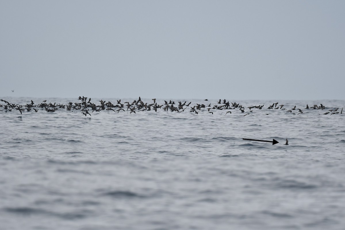 Least Storm-Petrel - ML642650754