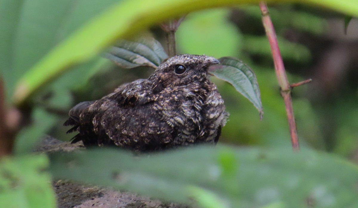 Blackish Nightjar - ML642650759