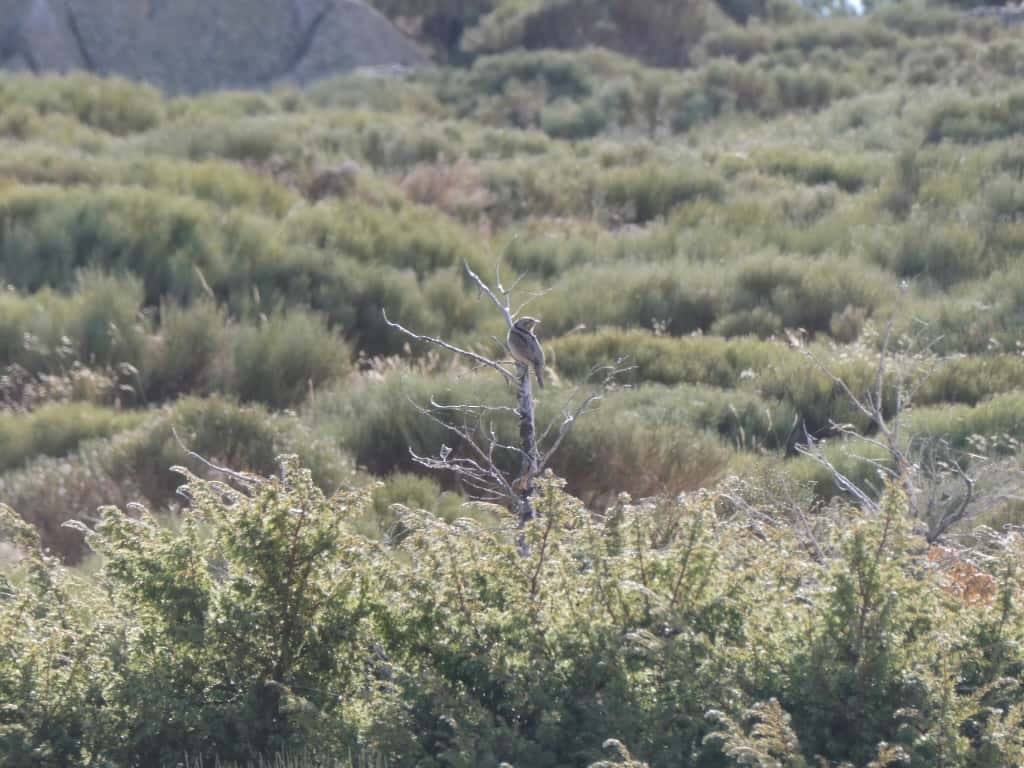 Eurasian Wryneck - ML642650788