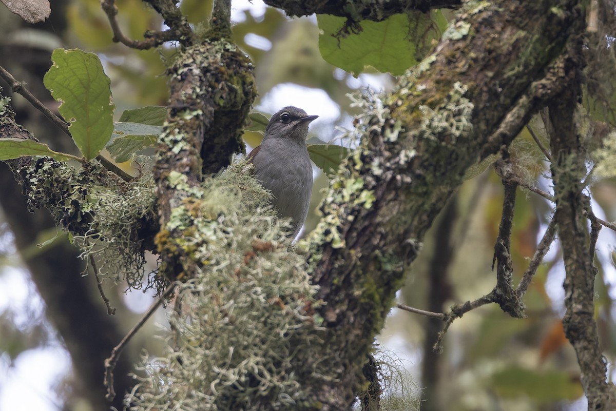 Brown-backed Solitaire - ML642650811