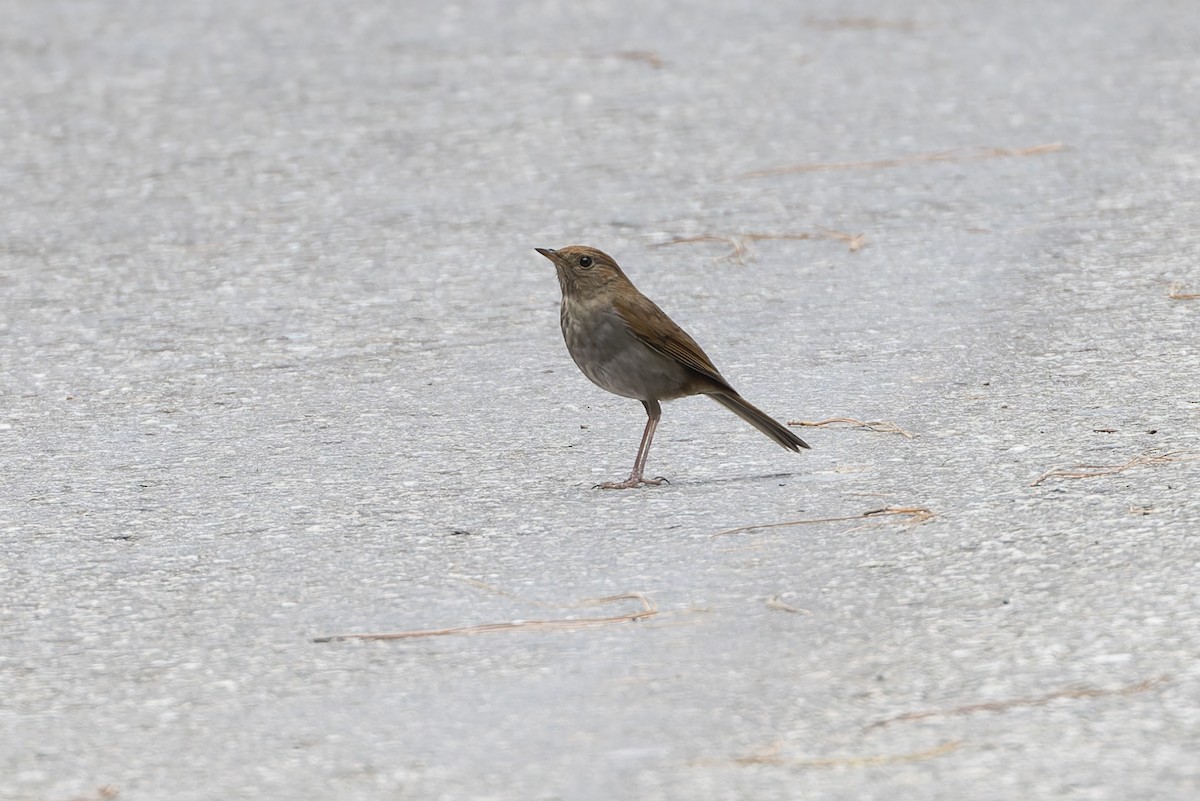 Russet Nightingale-Thrush - ML642650818