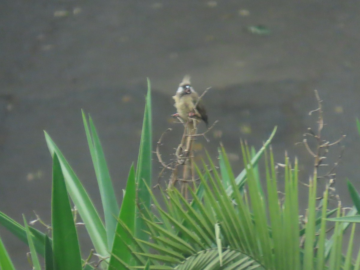 Speckled Mousebird - ML642650820