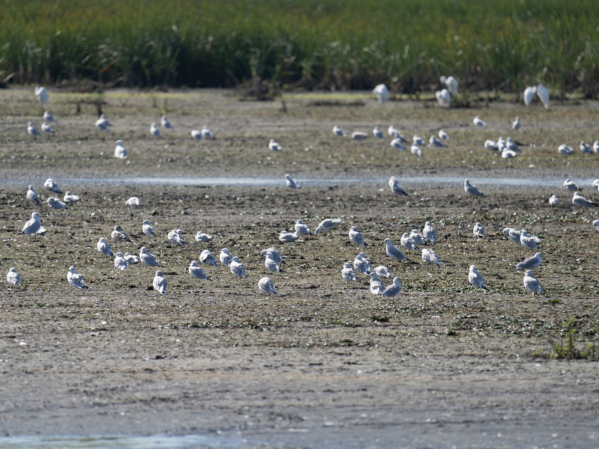 Ring-billed Gull - ML642650829