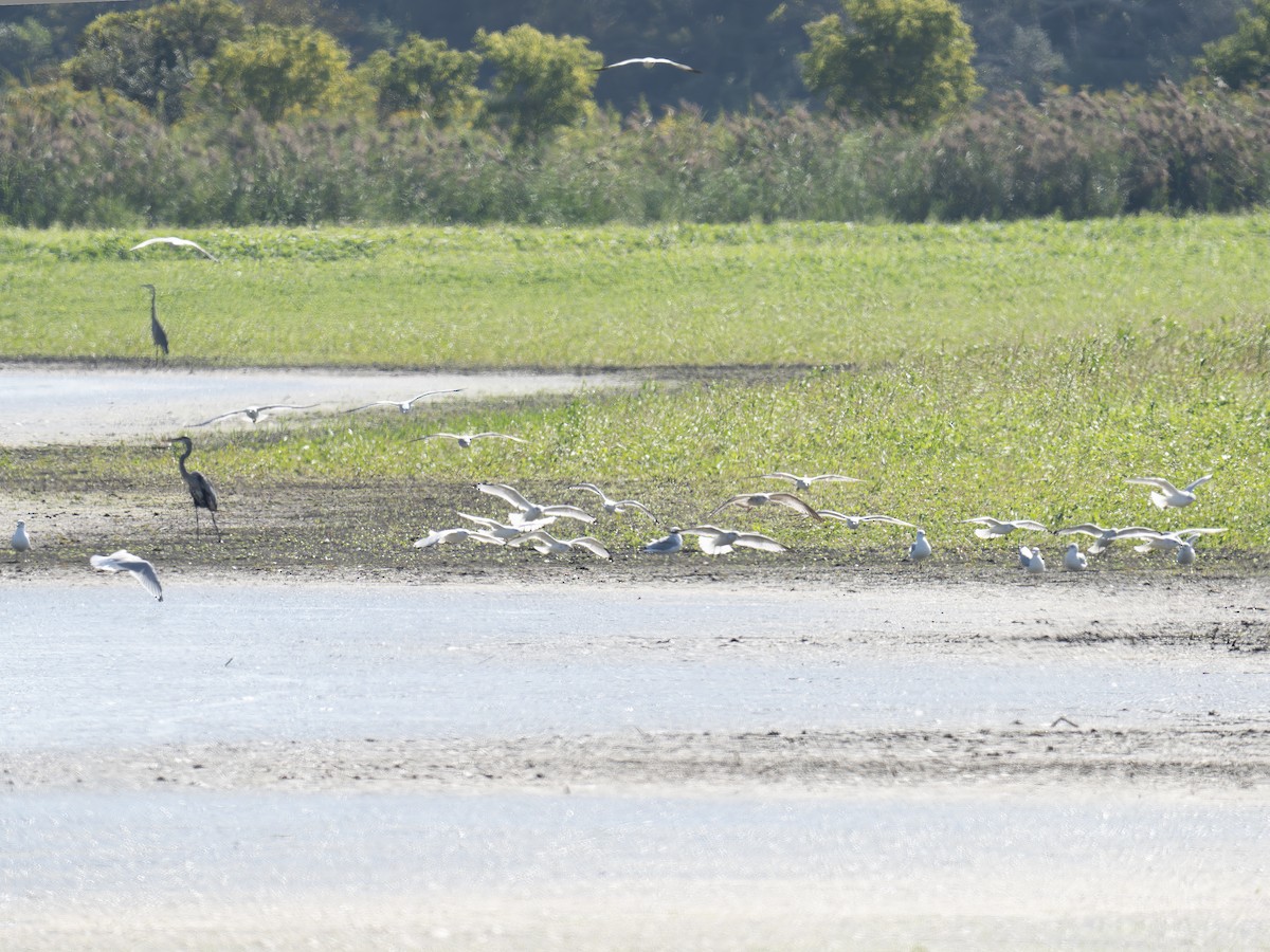 Ring-billed Gull - ML642650830