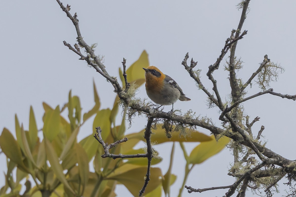 Olive Warbler - ML642650832