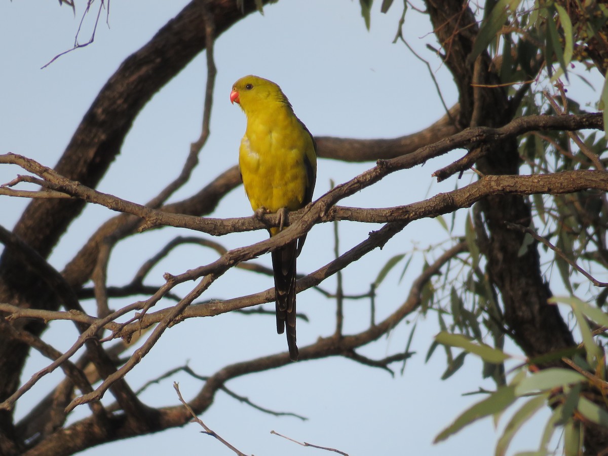 Regent Parrot - ML642650833