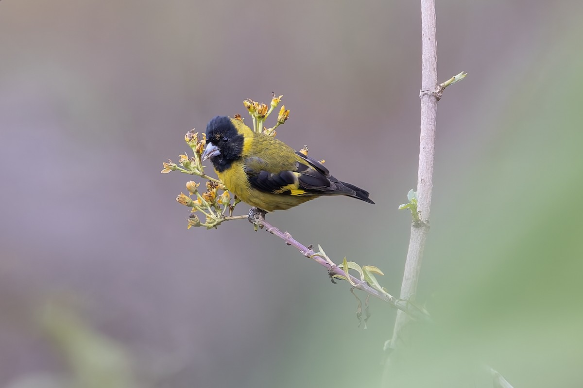 Black-headed Siskin - ML642650835